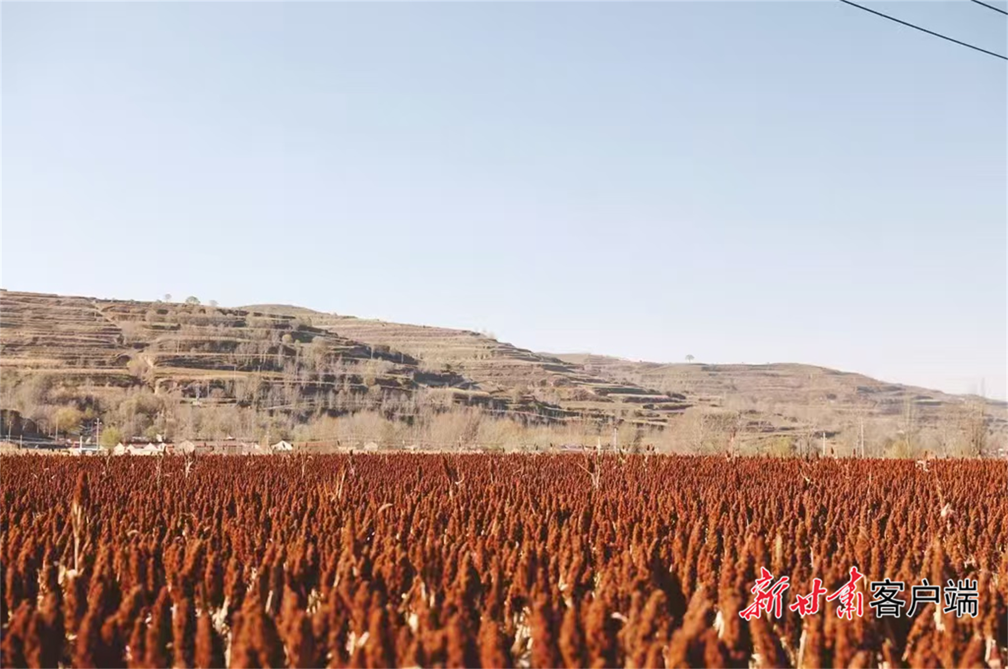 酒厂在静宁当地种植的高粱(资料图)