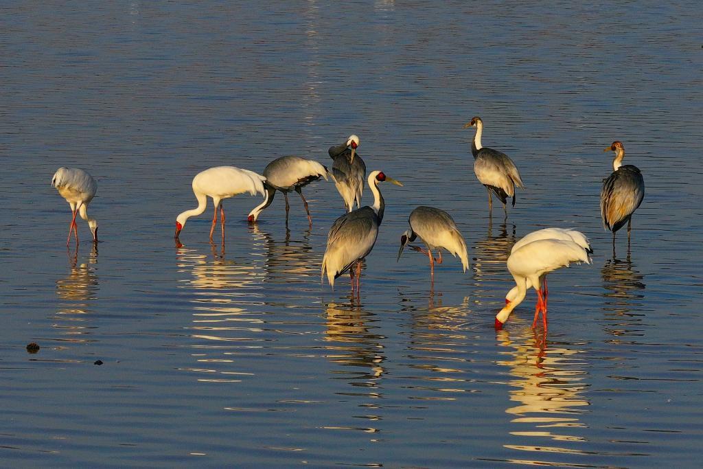 这是栖息在鄱阳湖保护区内的候鸟(1月18日摄)。新华社发(王小龙摄)