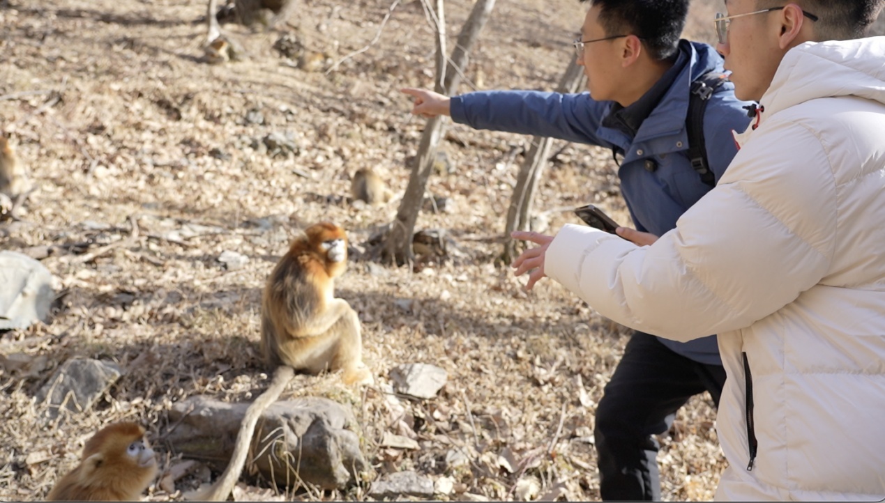 乔冰勃（左）向记者介绍金丝猴家族构成情况