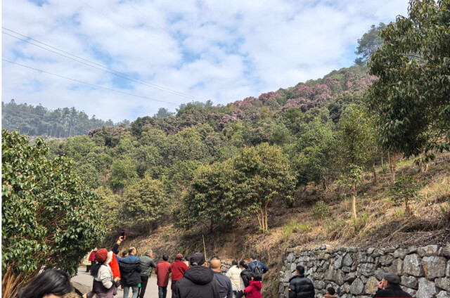 （中坡国家森林公园“山茶花之约・生态探秘”活动吸引大批游客踏青。 通讯员 摄）