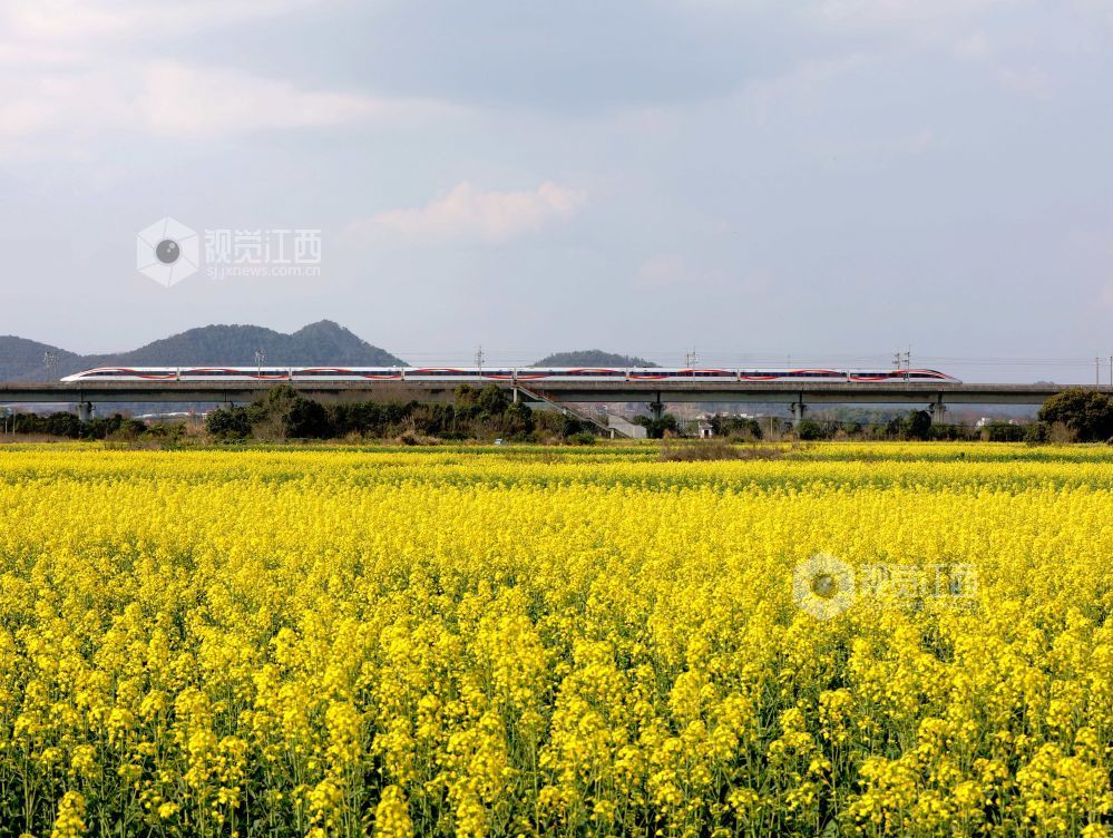 江西分宜:列车穿行春日花海(图)
