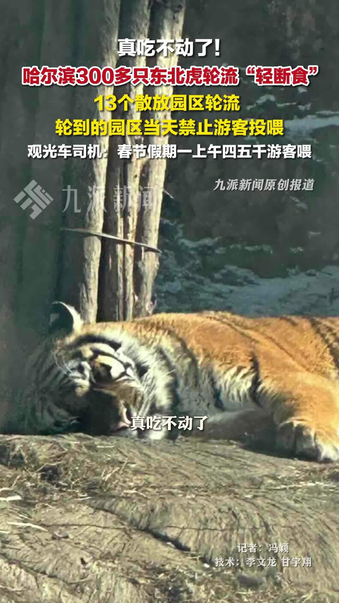 哈尔滨300多只东北虎轮流轻断食