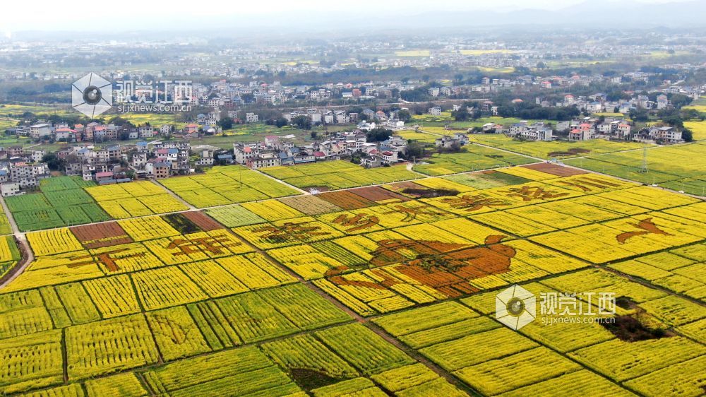 2026年3月4日,江西省遂川县枚江镇万亩油菜花竞相绽放,金色花海与田园村落交相辉映,田间创意景观与秀美风光融为一体,勾勒出生态宜居、产业兴旺的乡村振兴新图景