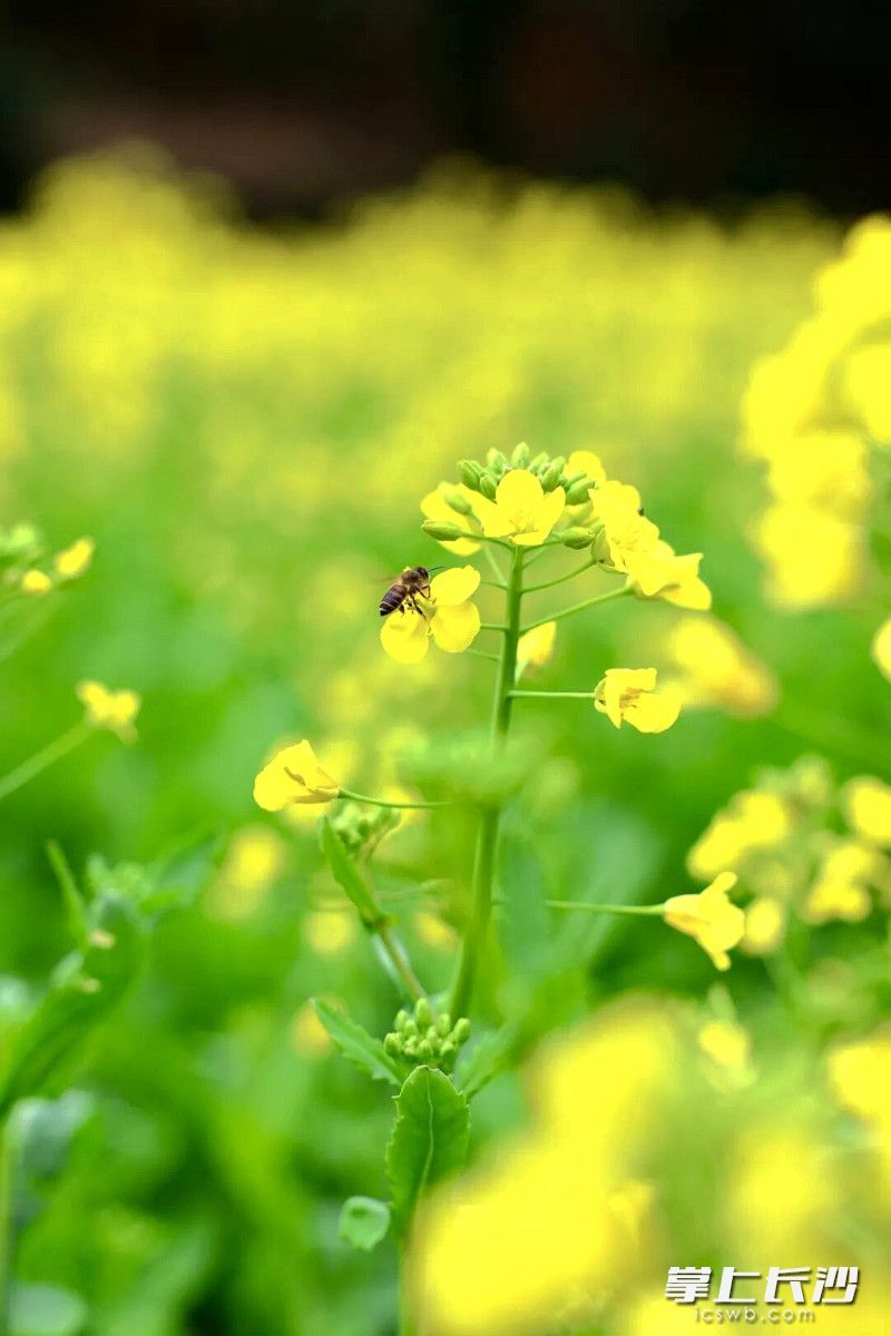 蜜蜂在花丛中穿梭飞舞。