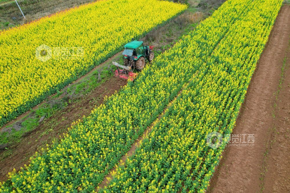 2026年3月4日，江西省吉安市泰和县万合镇前进村，农民驾驶拖拉机正在翻耕整地，准备春播春种。