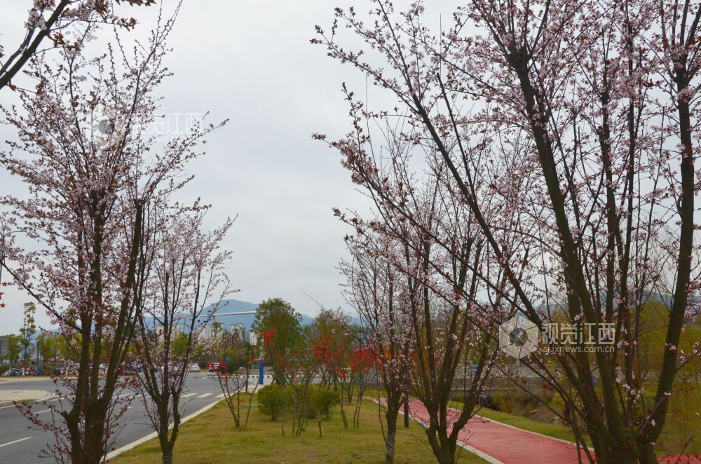 3月3日，江西省永新县东里新区泰康南路的紫叶李进入盛花期。道路两旁成排的花树沿街而立，细密的花朵缀满枝头，白里透粉，色彩清新，将春日街头装扮得生机盎然。
