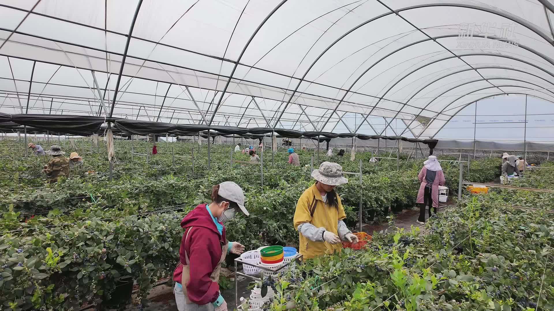 云南蒙自：蓝莓“错峰”旺销 联农带农促增收