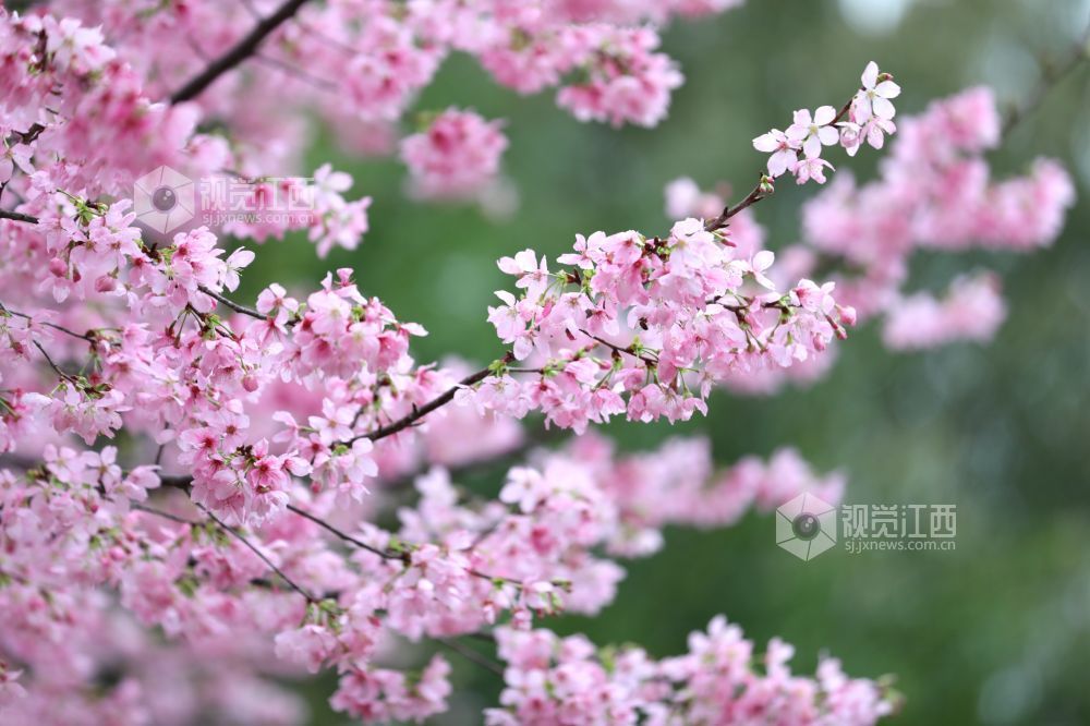 2026年2月27日，在江西省赣州蓉江新区滨江公园，娇艳欲滴的樱花缀满枝头，春意扑面而来。