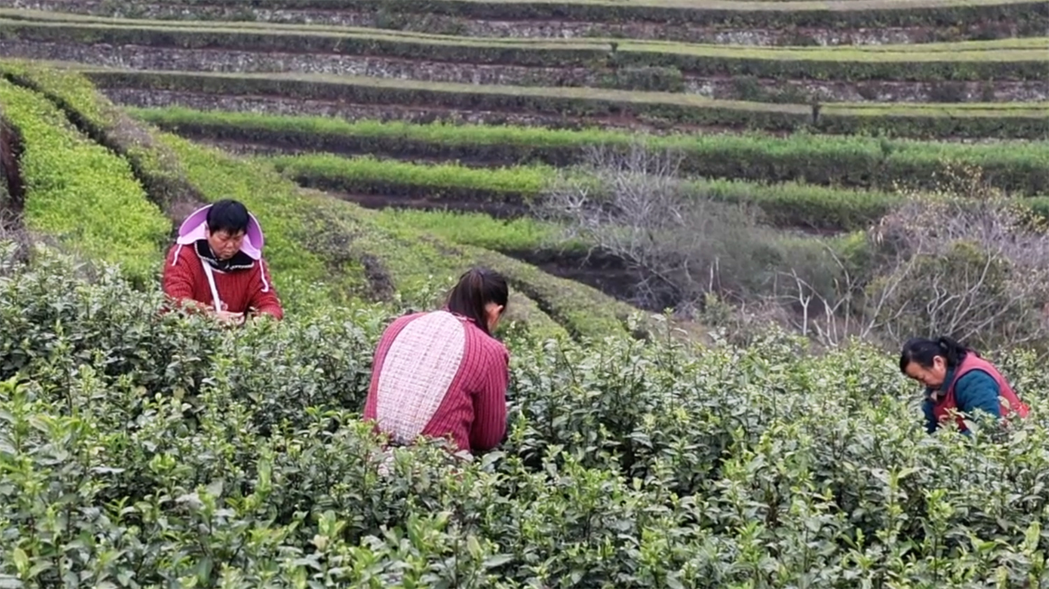 山海之间茶香起，宁波春茶“抢鲜”采！