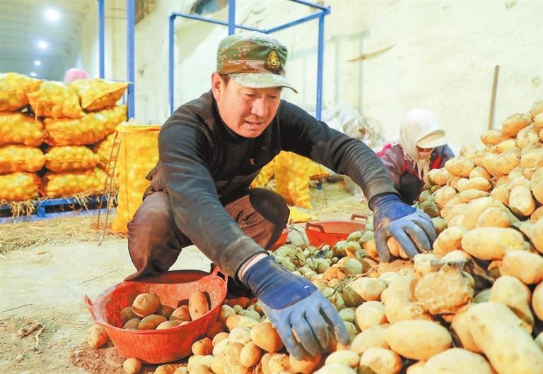 马铃薯分拣中心　王晓泾