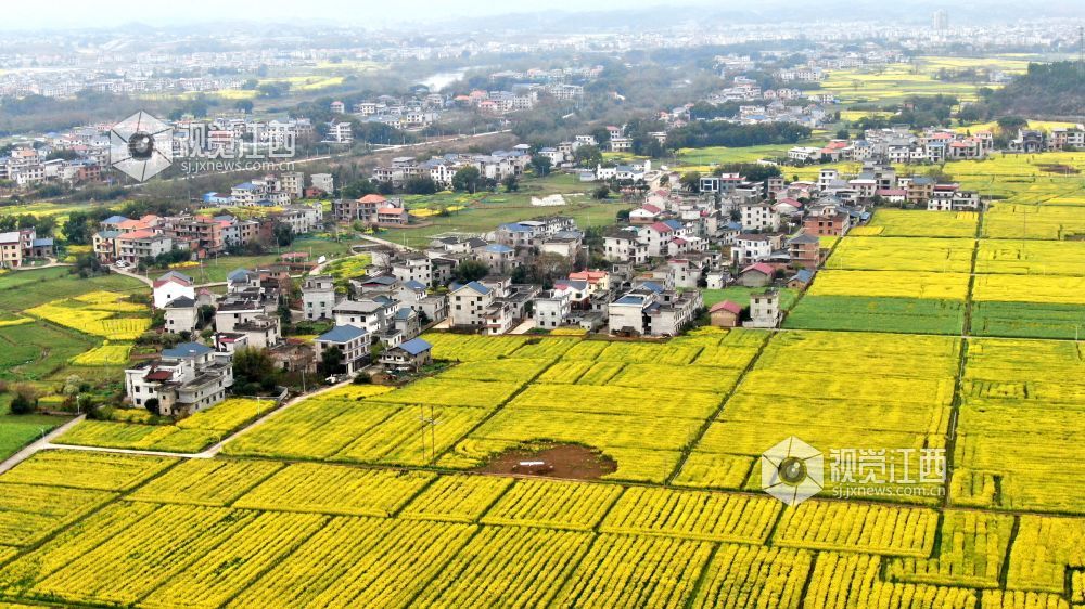 2026年3月4日,江西省遂川县枚江镇万亩油菜花竞相绽放,金色花海与田园村落交相辉映,田间创意景观与秀美风光融为一体,勾勒出生态宜居、产业兴旺的乡村振兴新图景