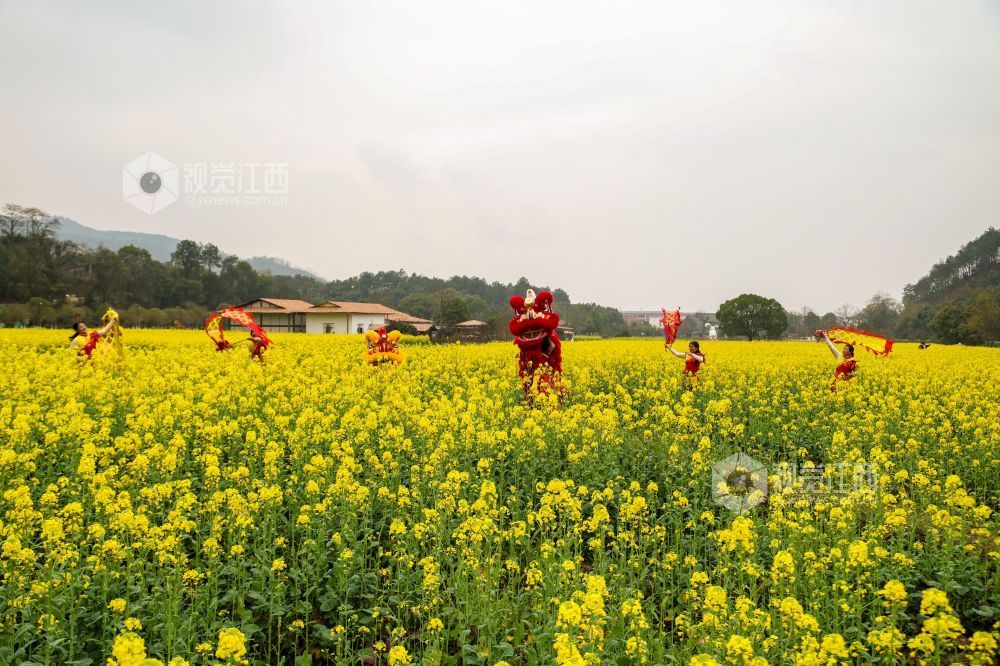 春日的江西省吉安市青原山风景区，油菜花田宛如一片金色的海洋，微风拂过，泛起层层金色波浪，花香四溢，沁人心脾。