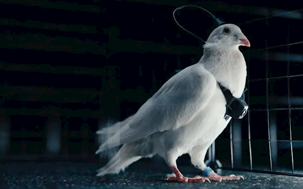 俄罗斯一公司将鸽子变脑控无人机：一天飞行500公里无需换电池