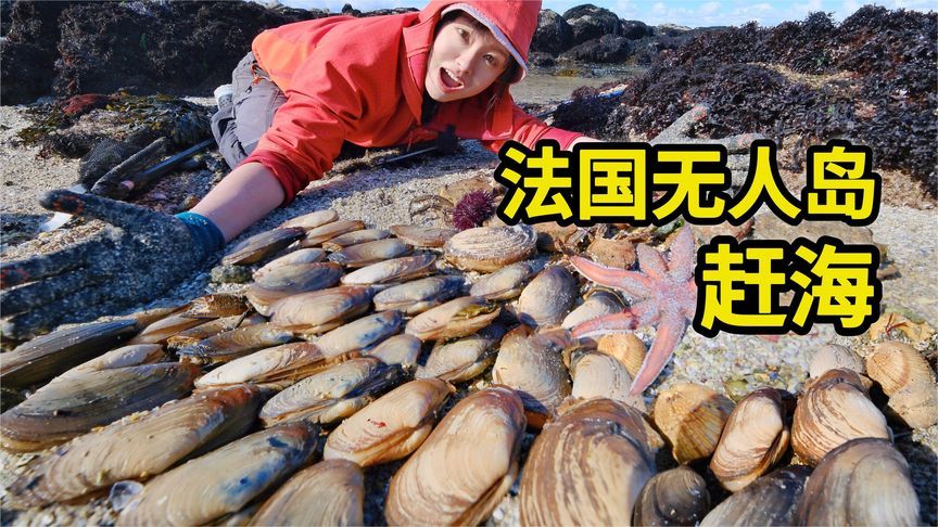 法国无人岛赶海，海参鲍鱼随便捡，紫色海胆美味鲜