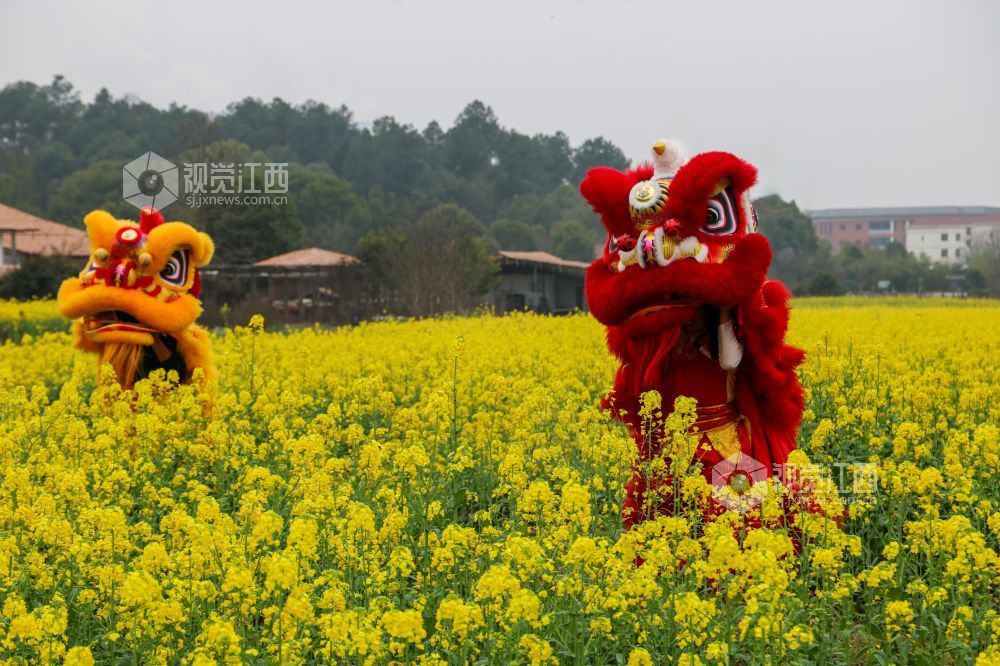 春日的江西省吉安市青原山风景区，油菜花田宛如一片金色的海洋，微风拂过，泛起层层金色波浪，花香四溢，沁人心脾。