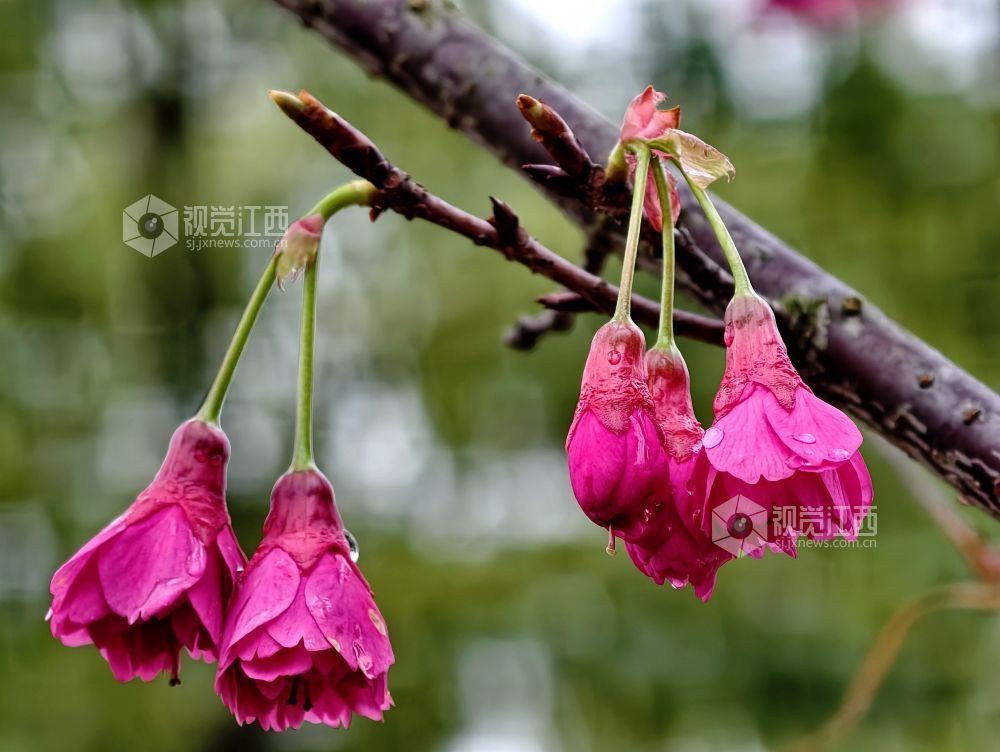 江西分宜：春雨润樱色（图）
