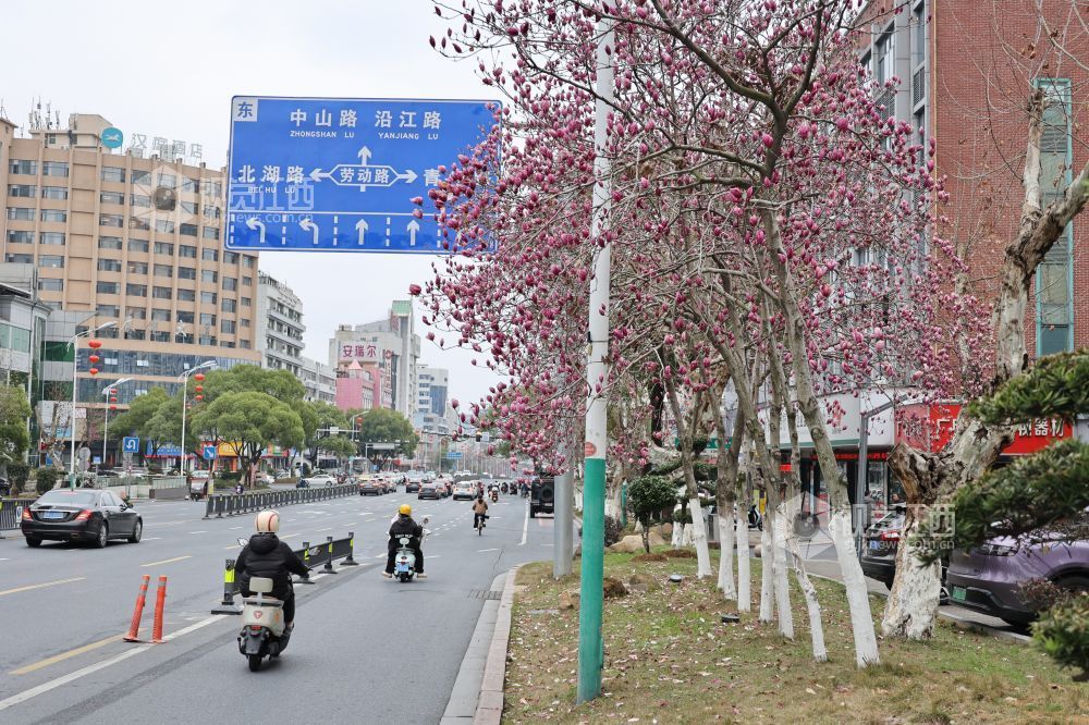 江西新余:玉兰花开(图)