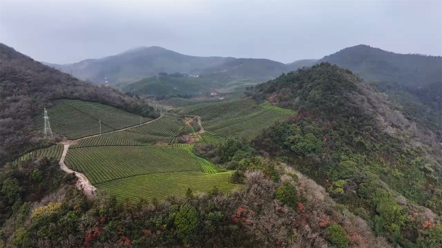 山海之间茶香起，宁波春茶“抢鲜”采！