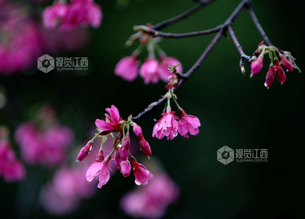 江西分宜：春雨润樱色（图）