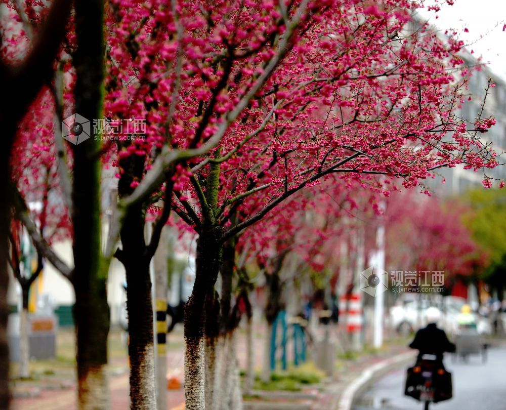 江西分宜：春雨润樱色（图）