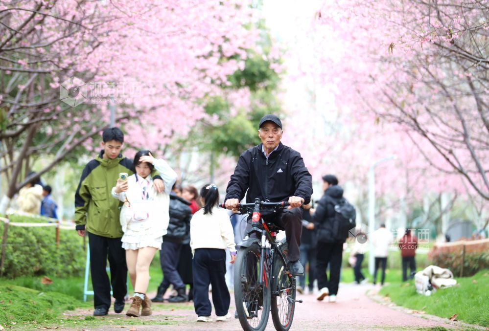 2026年2月27日，在江西省赣州蓉江新区滨江公园，市民游客漫步在樱花小径上，尽享春日惬意时光。