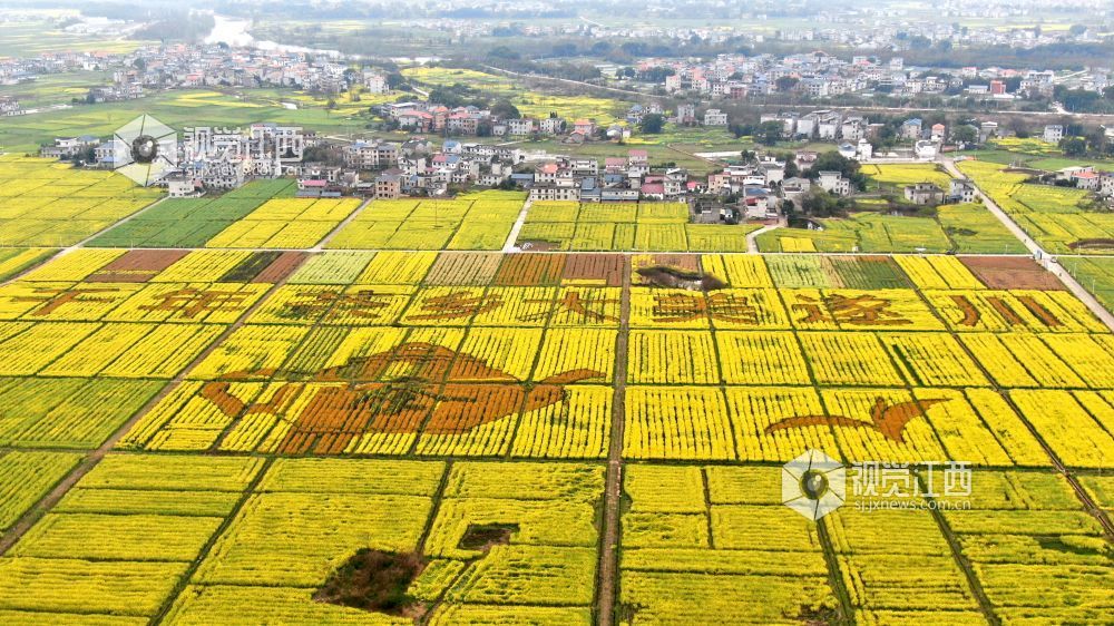 2026年3月4日,江西省遂川县枚江镇万亩油菜花竞相绽放,金色花海与田园村落交相辉映,田间创意景观与秀美风光融为一体,勾勒出生态宜居、产业兴旺的乡村振兴新图景