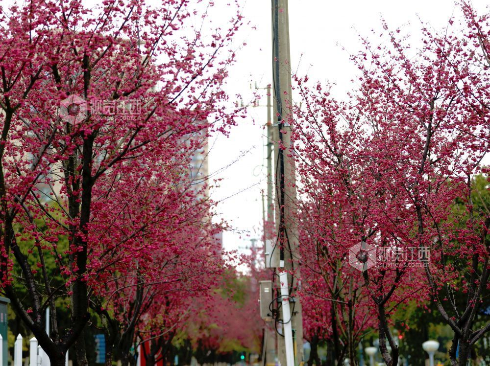 江西分宜：春雨润樱色（图）