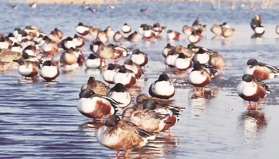 琵嘴鸭湖面休憩。宋文峰 摄