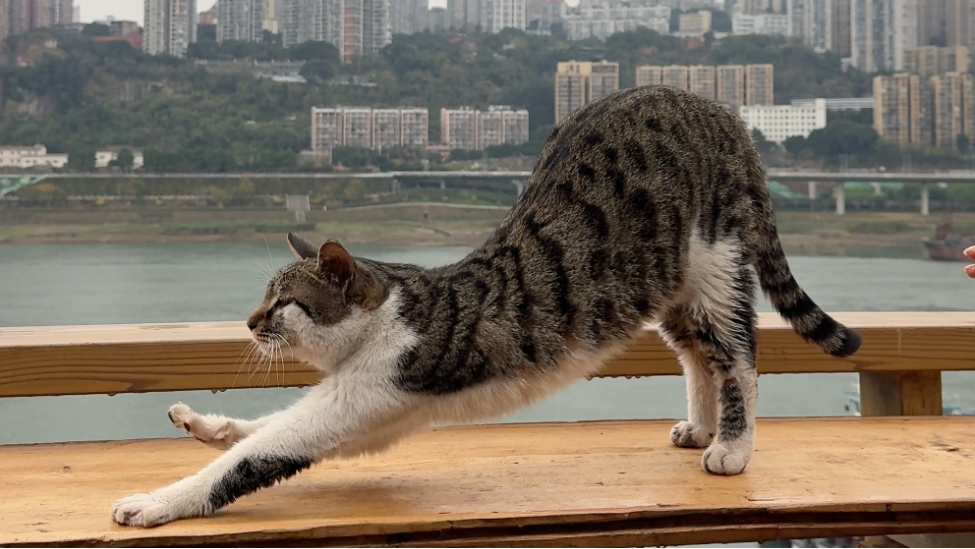 重庆这波操作史无前例，让流浪猫打工养自己