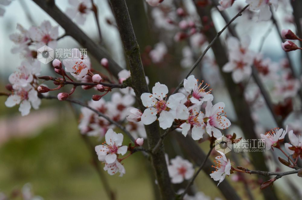 3月3日，江西省永新县东里新区泰康南路的紫叶李进入盛花期。道路两旁成排的花树沿街而立，细密的花朵缀满枝头，白里透粉，色彩清新，将春日街头装扮得生机盎然。