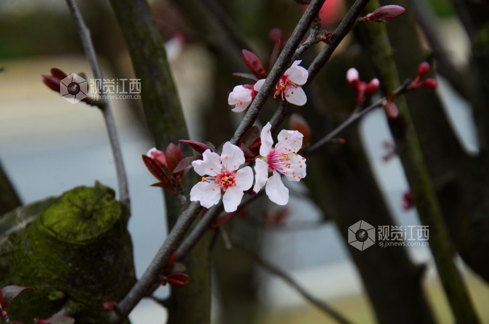 3月3日，江西省永新县东里新区泰康南路的紫叶李进入盛花期。道路两旁成排的花树沿街而立，细密的花朵缀满枝头，白里透粉，色彩清新，将春日街头装扮得生机盎然。