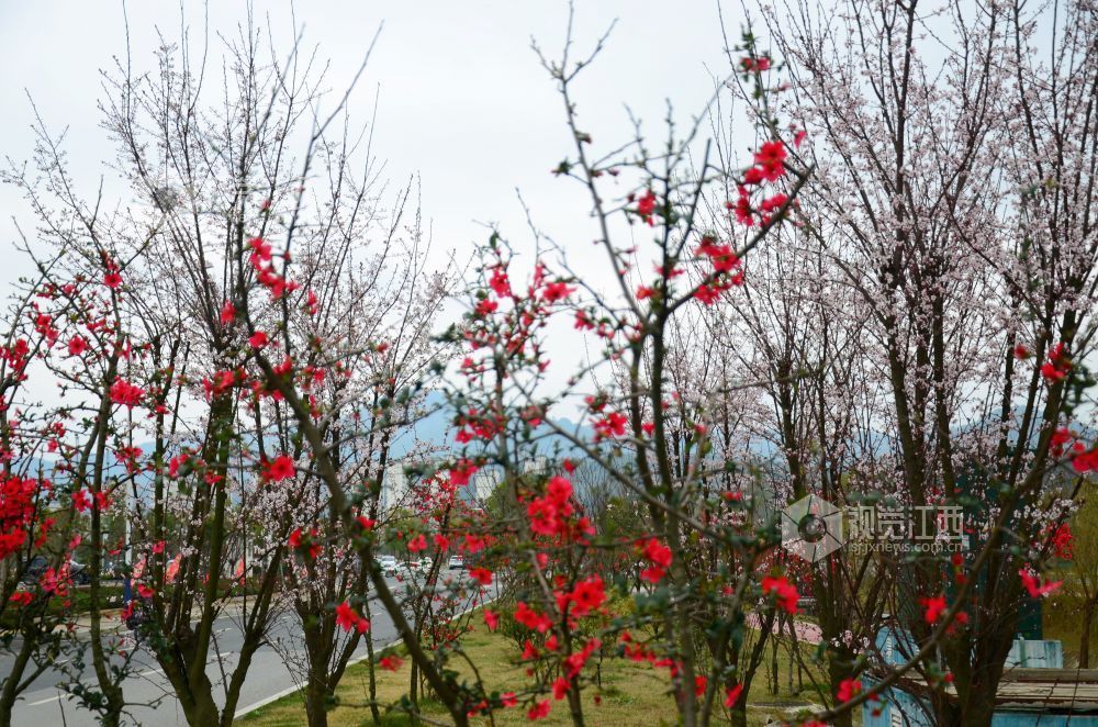 3月3日，江西省永新县东里新区泰康南路的紫叶李进入盛花期。道路两旁成排的花树沿街而立，细密的花朵缀满枝头，白里透粉，色彩清新，将春日街头装扮得生机盎然。