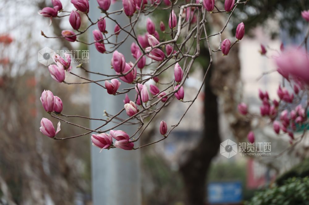 江西新余:玉兰花开(图)