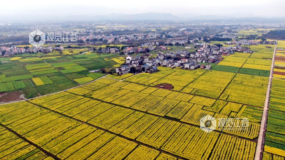 2026年3月4日,江西省遂川县枚江镇万亩油菜花竞相绽放,金色花海与田园村落交相辉映,田间创意景观与秀美风光融为一体,勾勒出生态宜居、产业兴旺的乡村振兴新图景