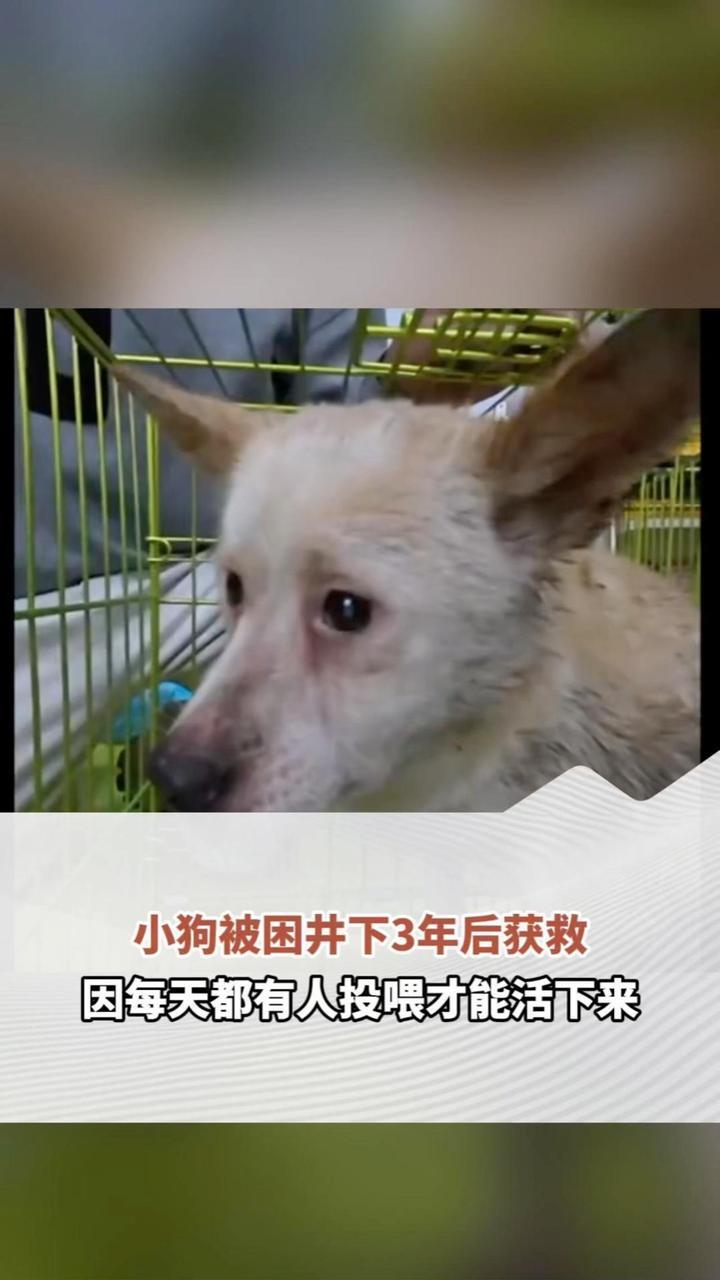 小狗被困井下3年后获救，因每天都有人投喂才能活下来，救援队：它健康活着就好