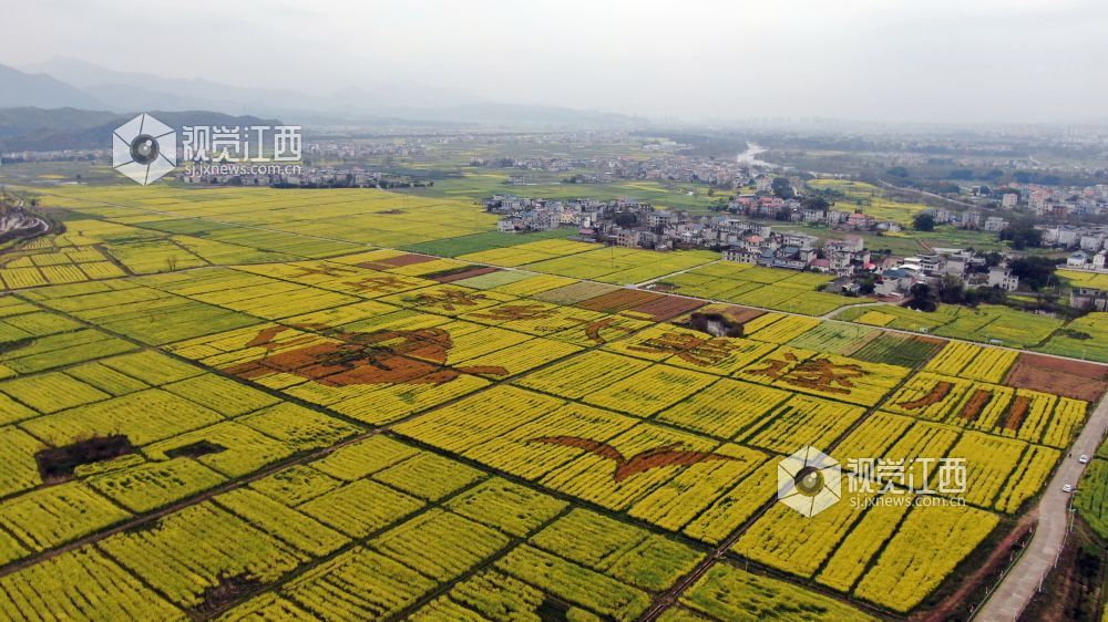2026年3月4日,江西省遂川县枚江镇万亩油菜花竞相绽放,金色花海与田园村落交相辉映,田间创意景观与秀美风光融为一体,勾勒出生态宜居、产业兴旺的乡村振兴新图景