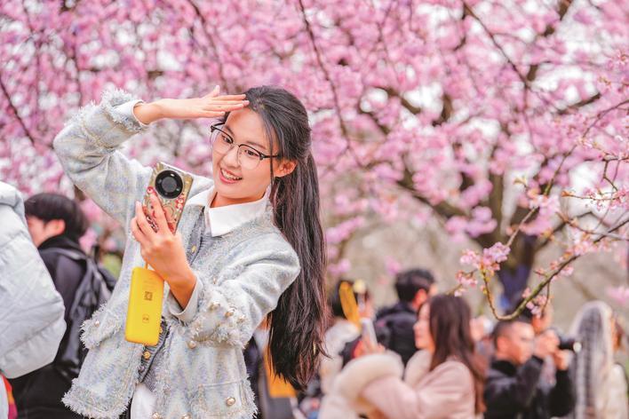 东湖樱园早樱盛开 楚天都市报极目新闻记者黄士峰 李辉摄