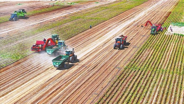 马铃薯种薯繁育基地　王晓泾