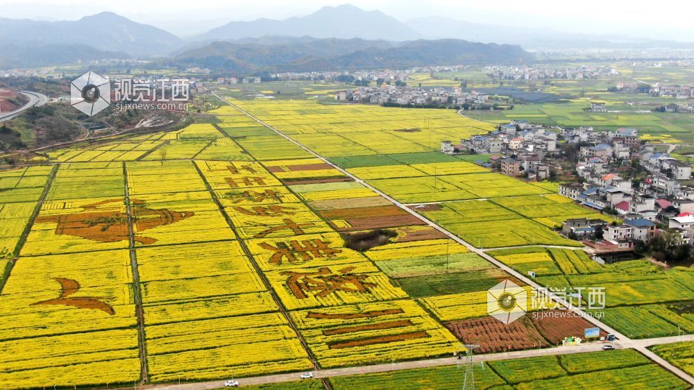 2026年3月4日,江西省遂川县枚江镇万亩油菜花竞相绽放,金色花海与田园村落交相辉映,田间创意景观与秀美风光融为一体,勾勒出生态宜居、产业兴旺的乡村振兴新图景