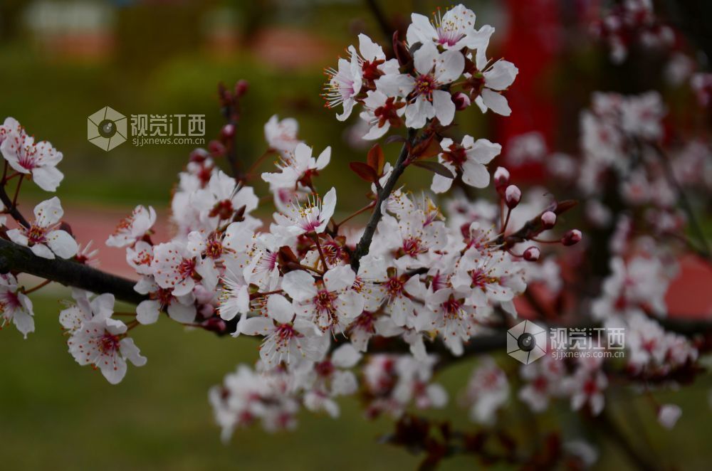 3月3日，江西省永新县东里新区泰康南路的紫叶李进入盛花期。道路两旁成排的花树沿街而立，细密的花朵缀满枝头，白里透粉，色彩清新，将春日街头装扮得生机盎然。
