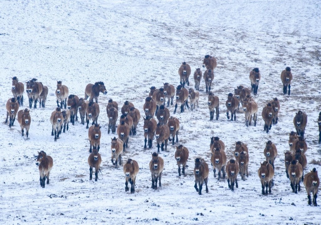 目前中国普氏野马的近40%都在卡拉麦里自然保护区