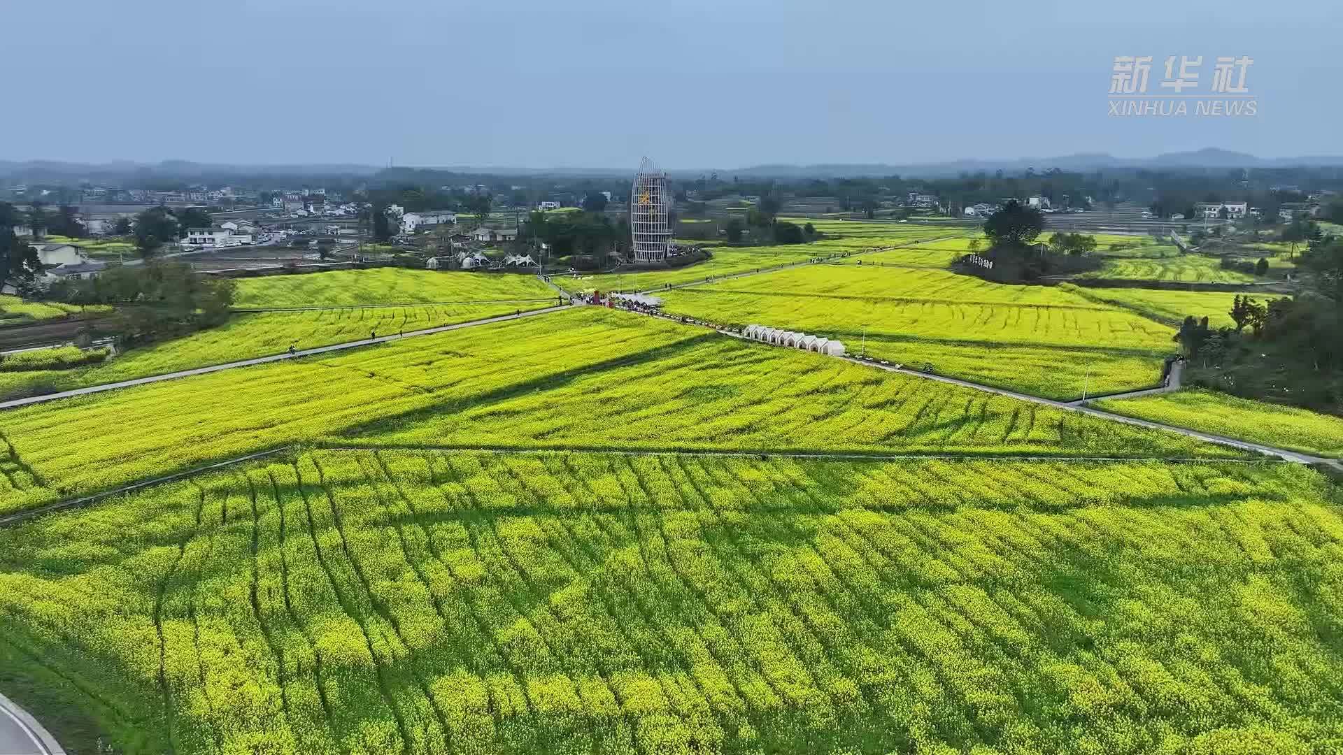 重庆大足：油菜花开春意浓“花田火锅”引客来