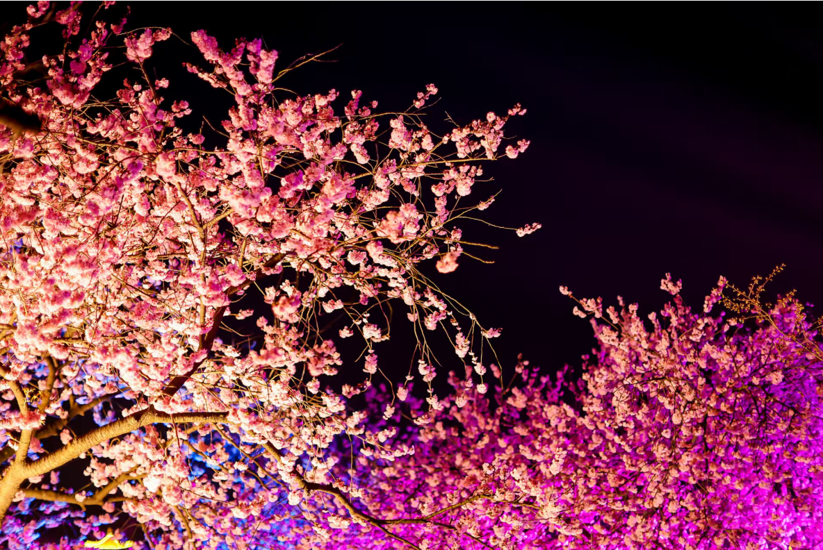 相约春天赏樱花,我在武汉东湖等你