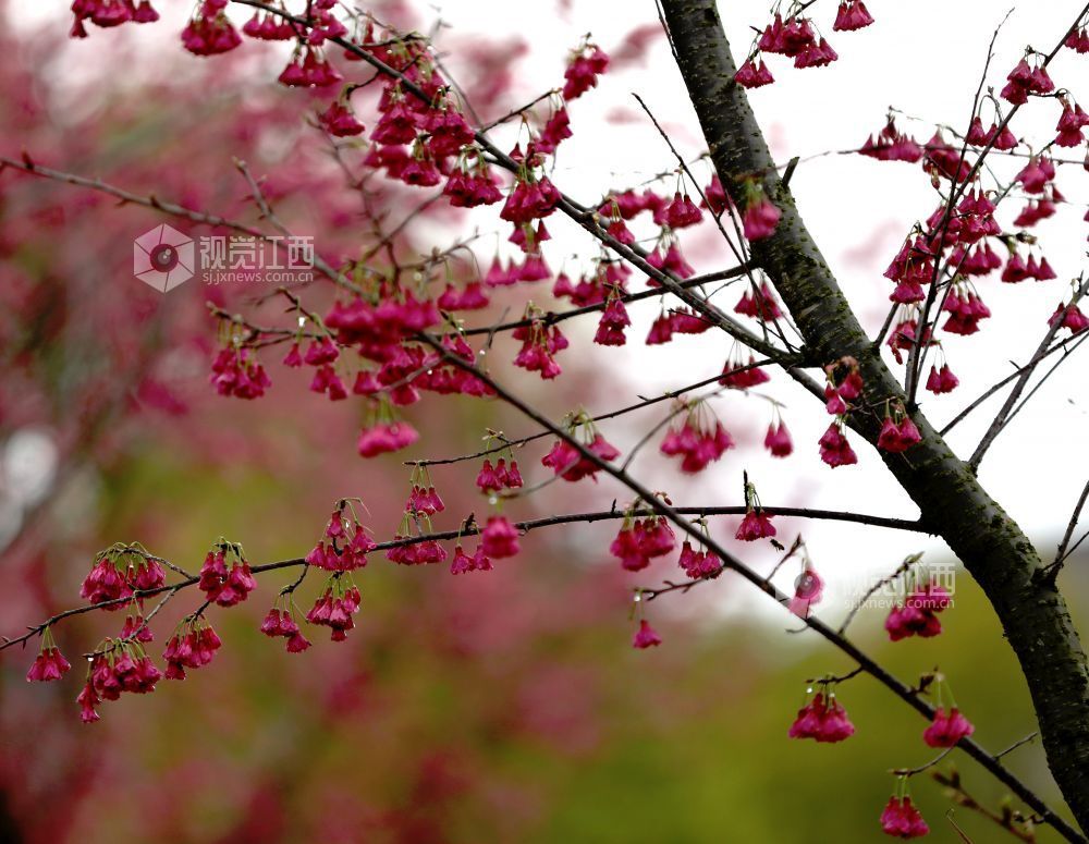 江西分宜：春雨润樱色（图）