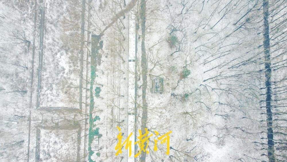 春雪润泉城，雾锁高楼雪覆林