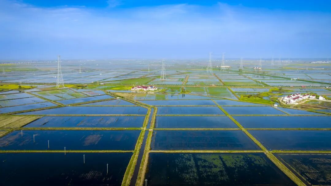 永修稻虾种养促增收