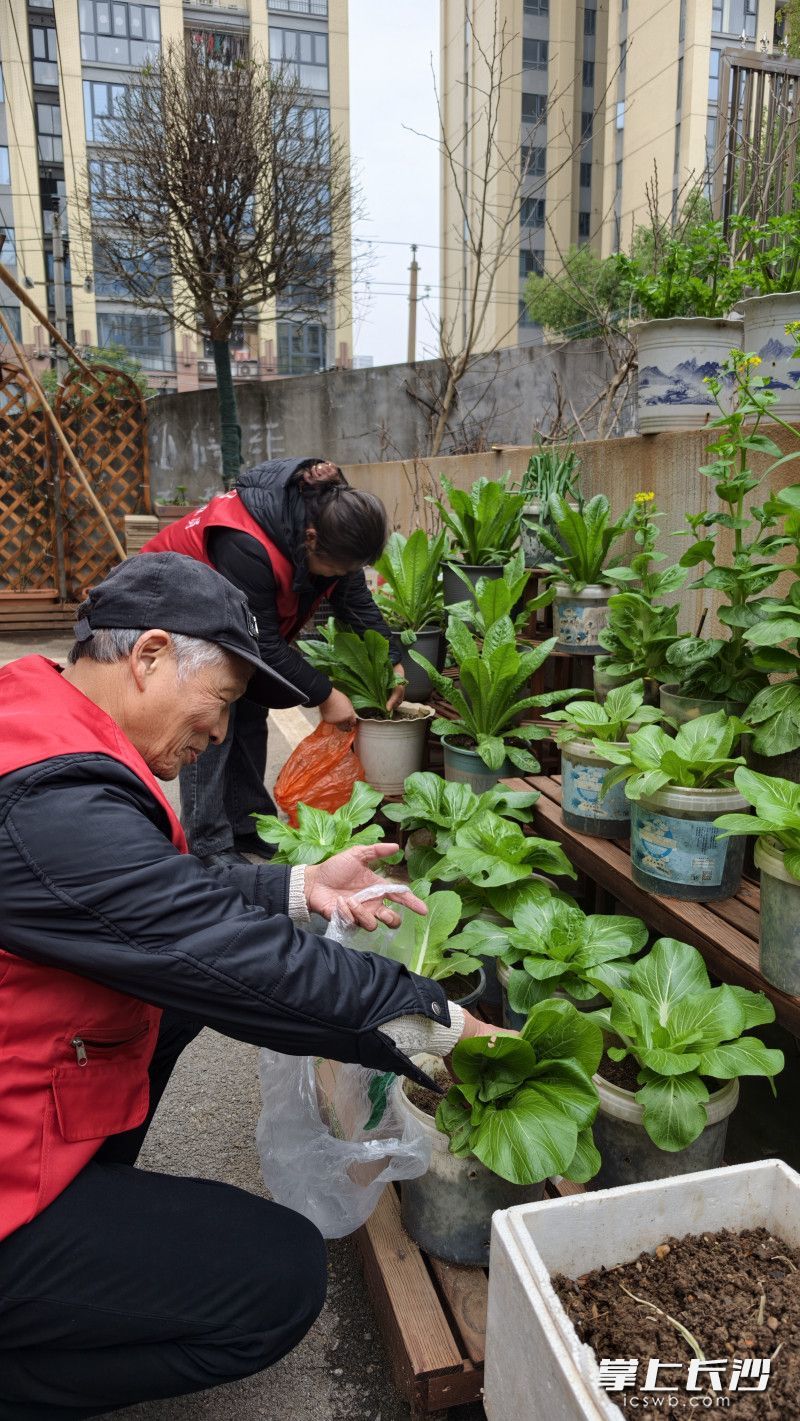 小区居民在菜园里莳弄小菜。 均为长沙晚报全媒体记者 周小华 摄