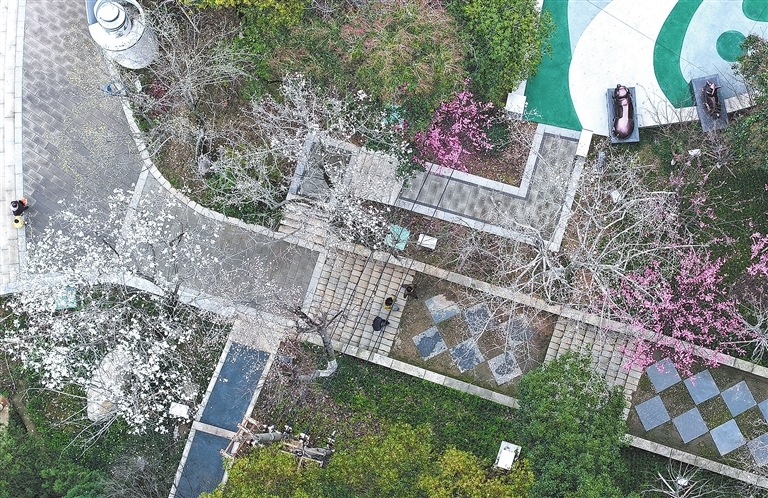 九江：梅花玉兰迎春来（图）