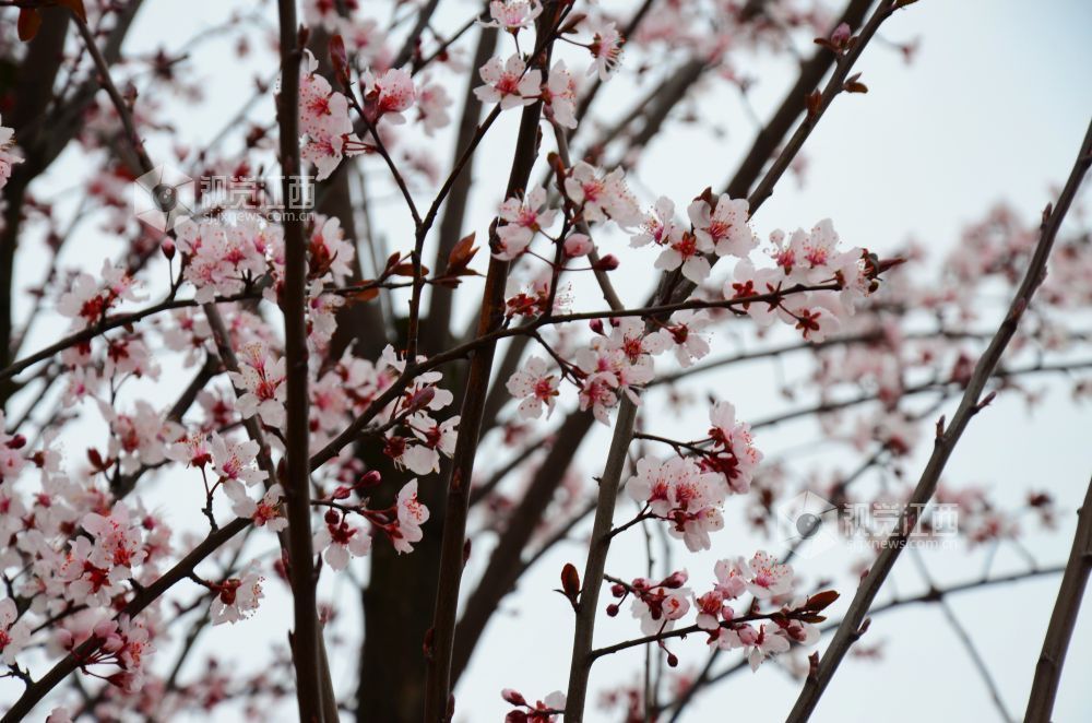 3月3日，江西省永新县东里新区泰康南路的紫叶李进入盛花期。道路两旁成排的花树沿街而立，细密的花朵缀满枝头，白里透粉，色彩清新，将春日街头装扮得生机盎然。