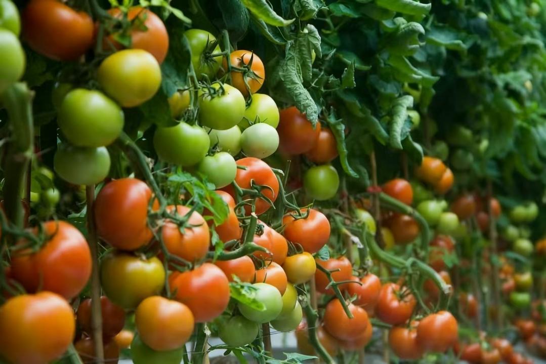 (工行秦皇岛分行“种植e贷”助力乡村振兴)